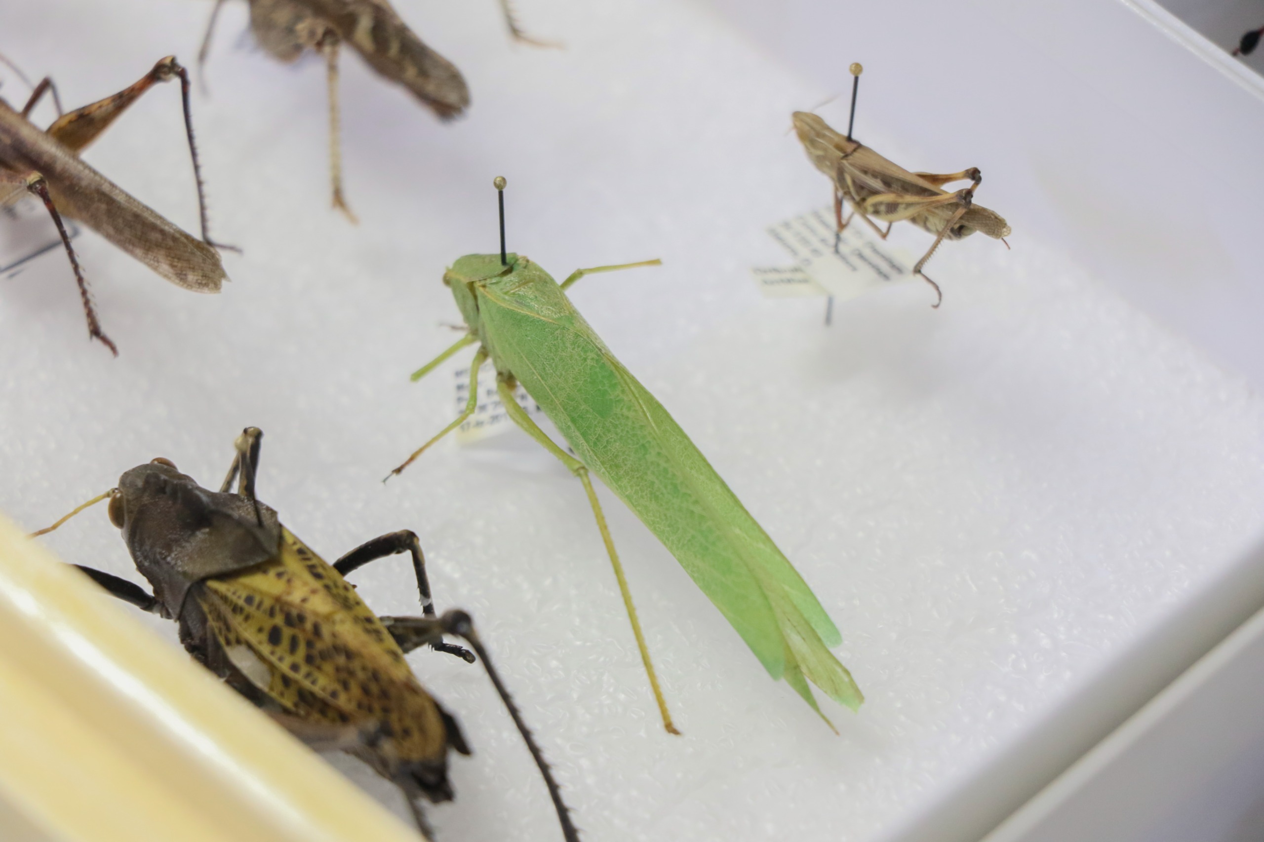 Desarrollan UAQ y UNAM investigación sobre el consumo de insectos en el ...